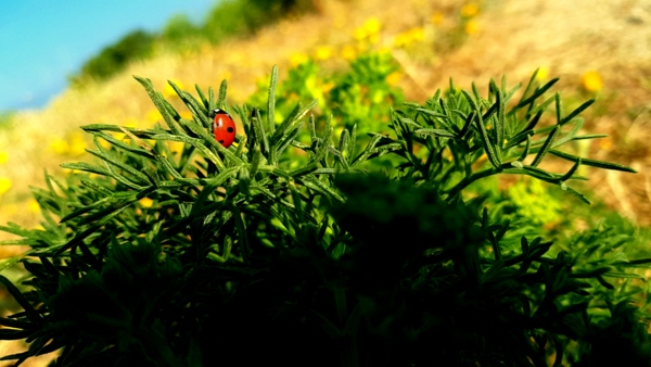 ladybird wildlife creative green field beach