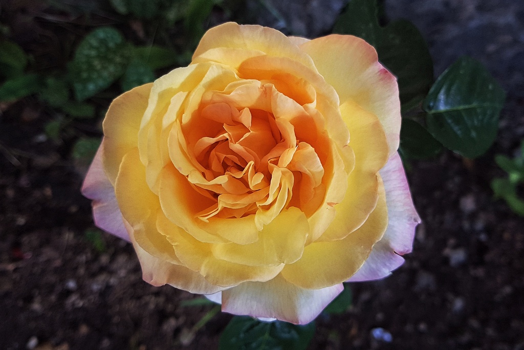 yellow rose giving birth flowering